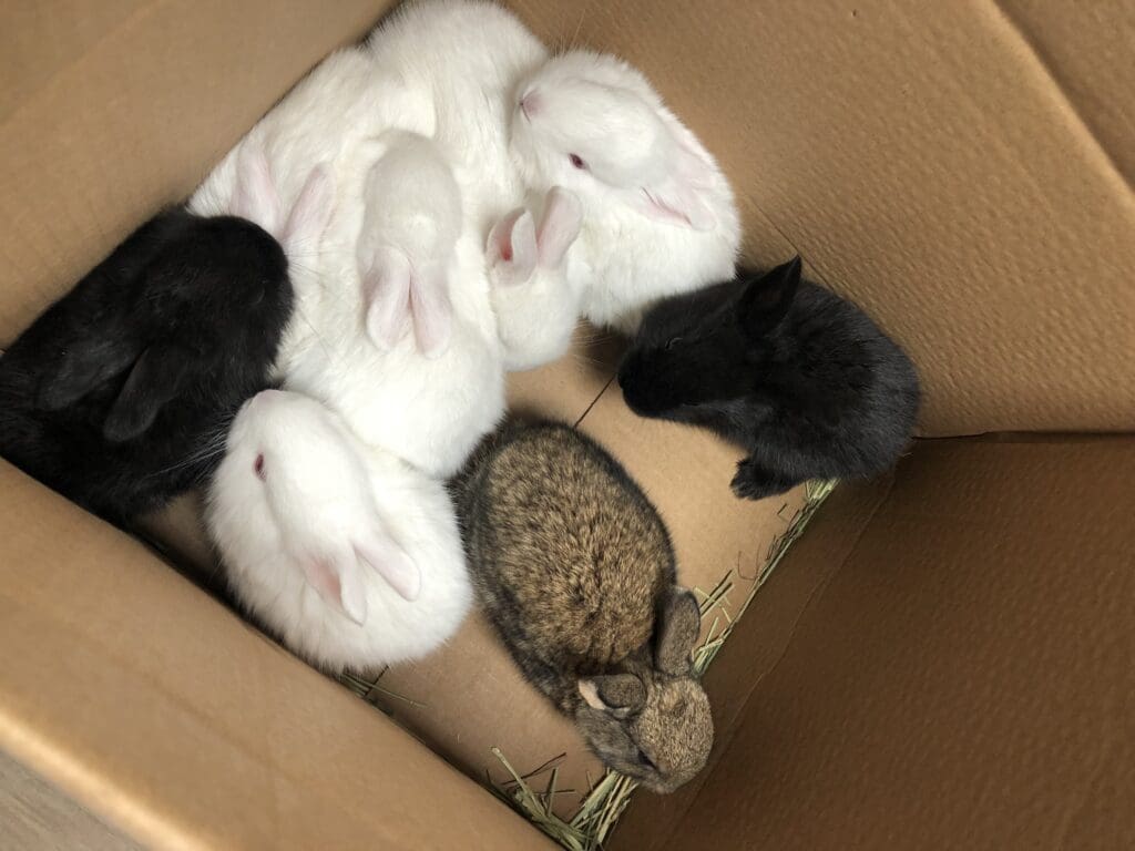 Rabbit Babies