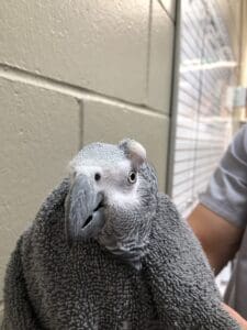 African Grey with large growth over eye
