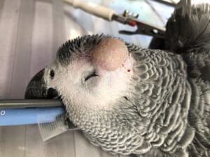 African Grey prepped for surgery, intubated with surgical area plucked