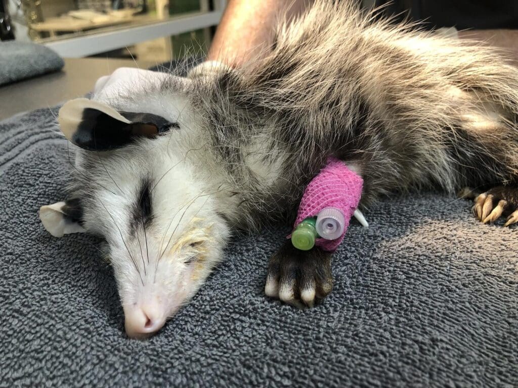 Possum with IV catheter for blood transfusion