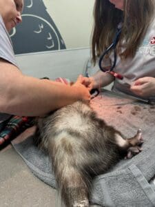 Possum receiving blood transfusion