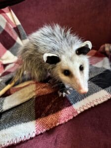 Possum perking up after blood transfusion