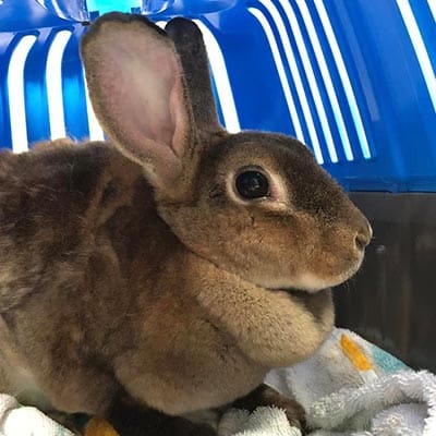 Brown Rabbit In Carrier