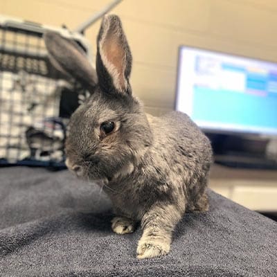 Grey Rabbit Standing On Exam Table