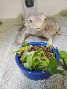 Boarding Beardie