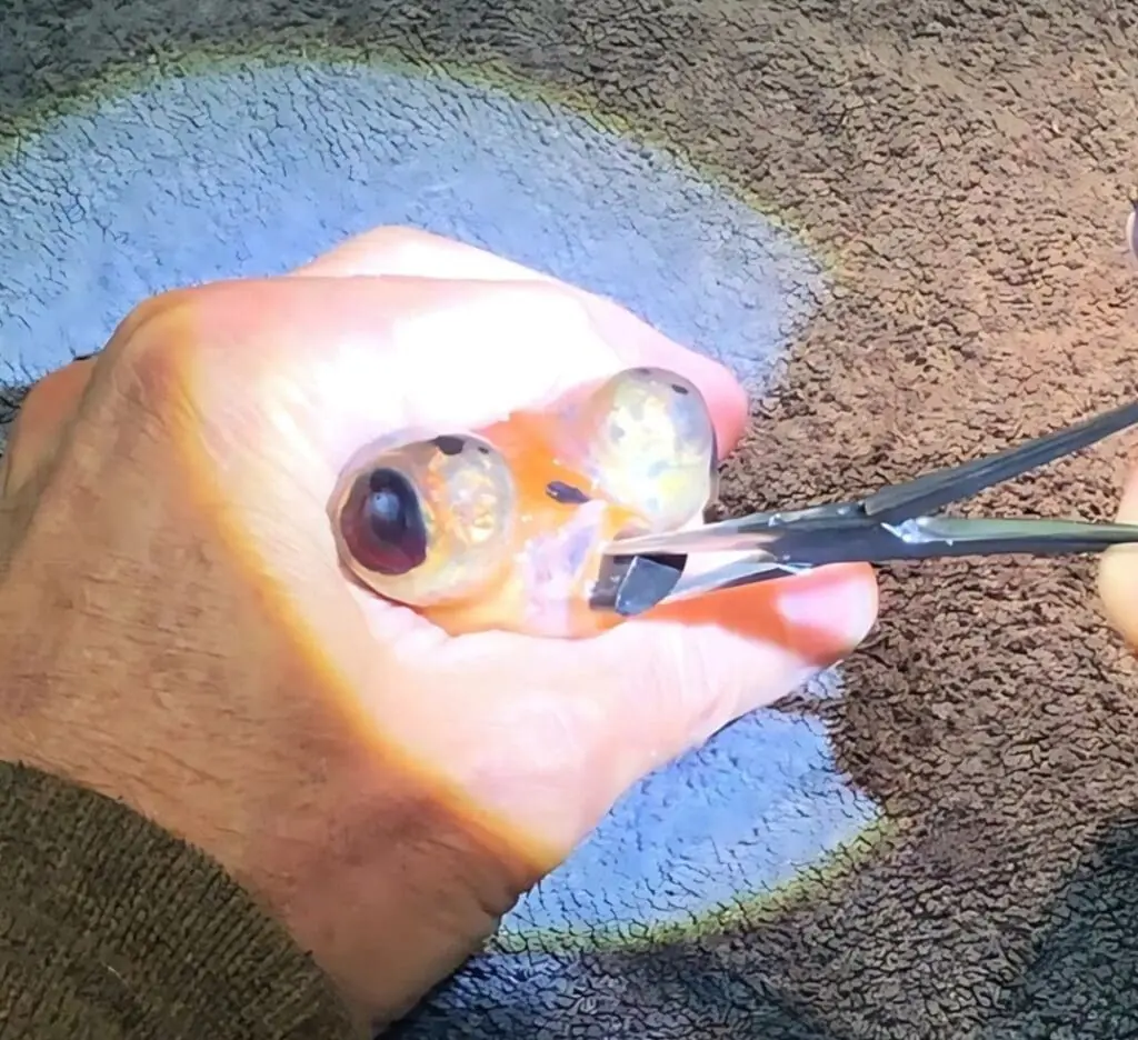 Fish having rock removed from mouth