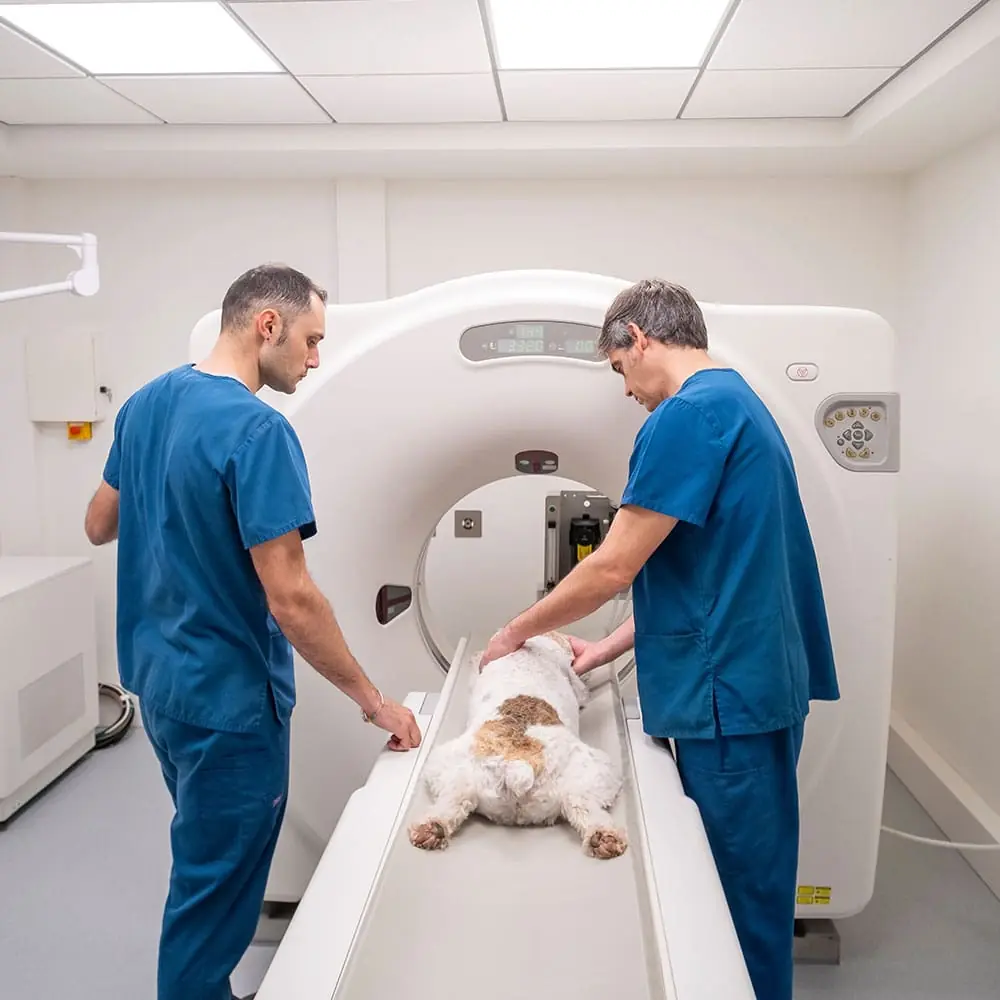 two male staff members preparing sedated bulldog for CT scan