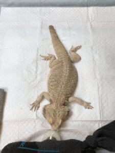 Bearded Dragon Post Surgery Recovery