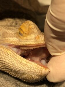 Bearded Dragon with severe dental disease