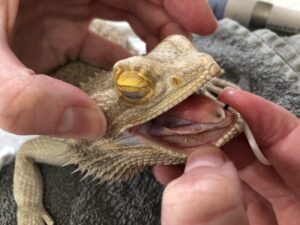 Beardie Dental4