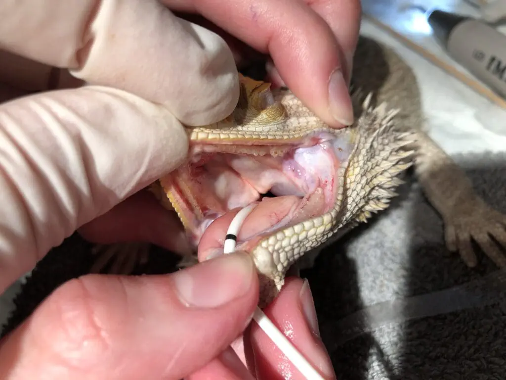 Clean Bearded Dragon Teeth