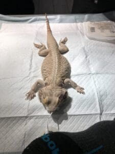 Bearded Dragon Ready for Tail Amputation