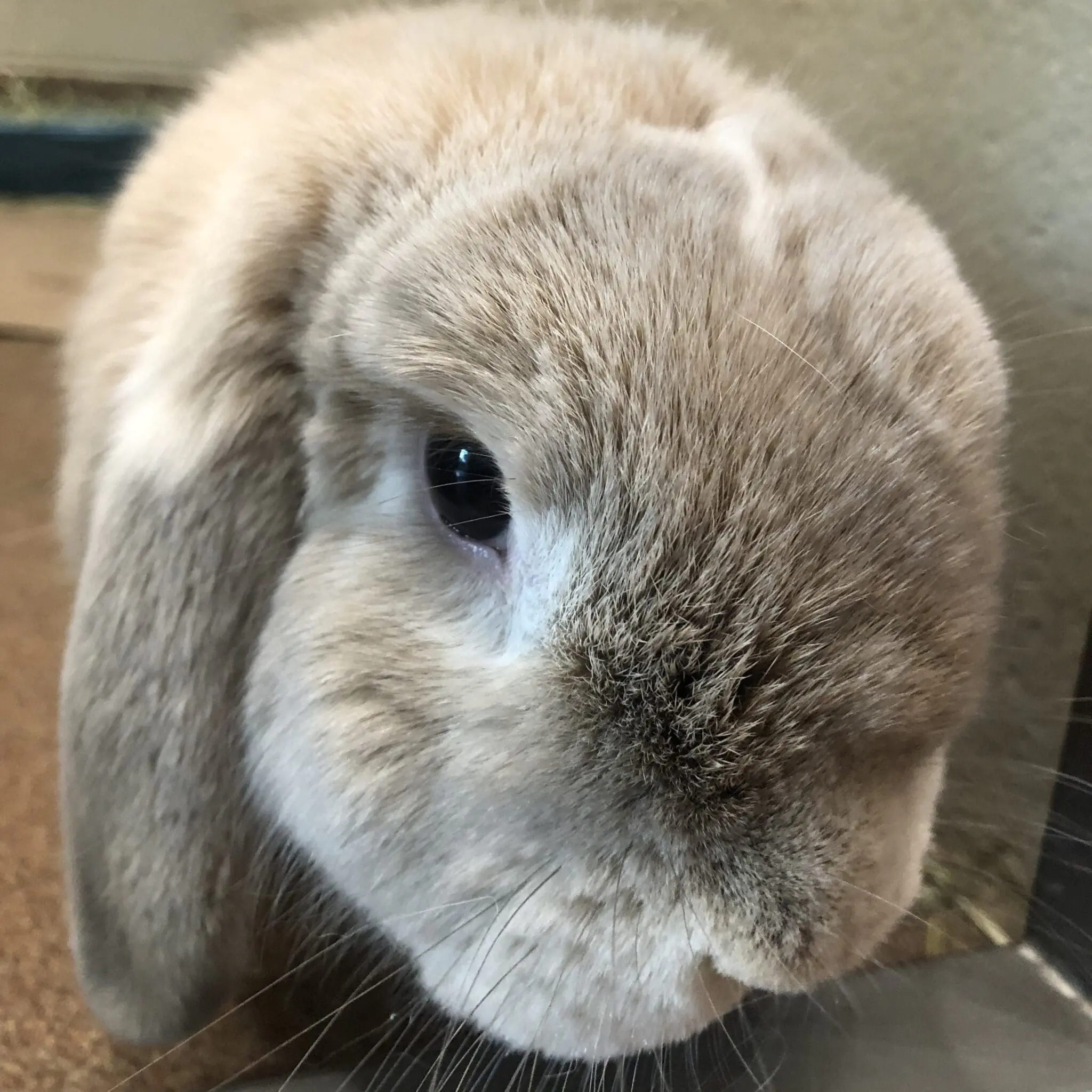 Bunnyface