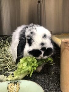 Rabbit enjoys fresh greens