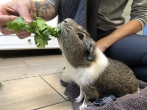 Guinea pig enjoys fresh greens
