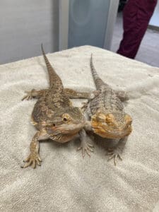 Two bearded dragons of different colorations