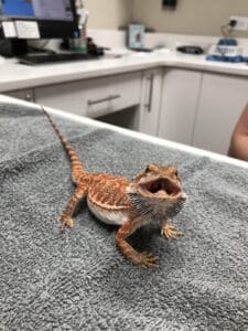 Bearded Dragon with Black Beard