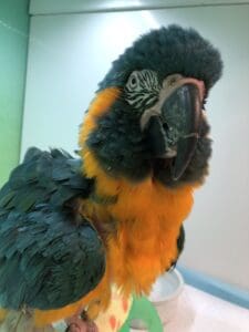 Macaw with fluffed feathers
