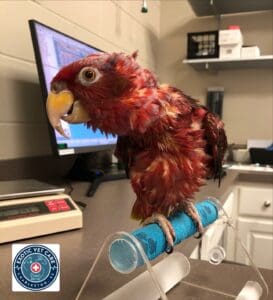 Bird with Fluffed Feathers at Vet
