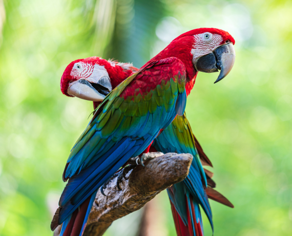 Birds