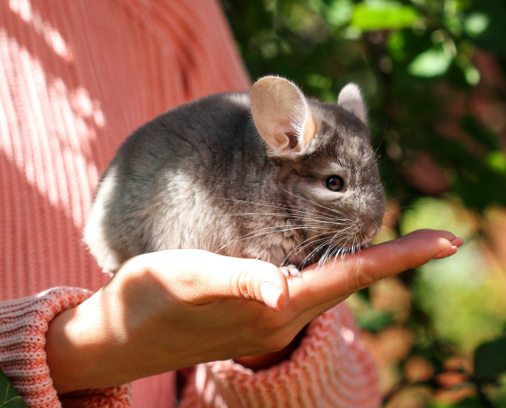 Exotic Mammals & Pocket Pets