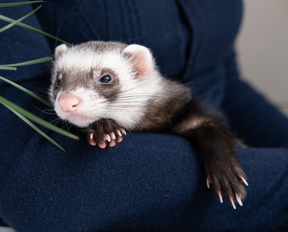 Ferrets