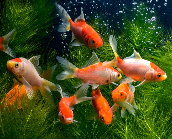 Fish & Others