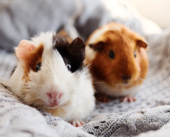 Guinea Pigs