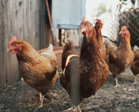 Backyard Poultry