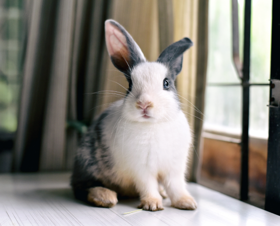 Rabbits