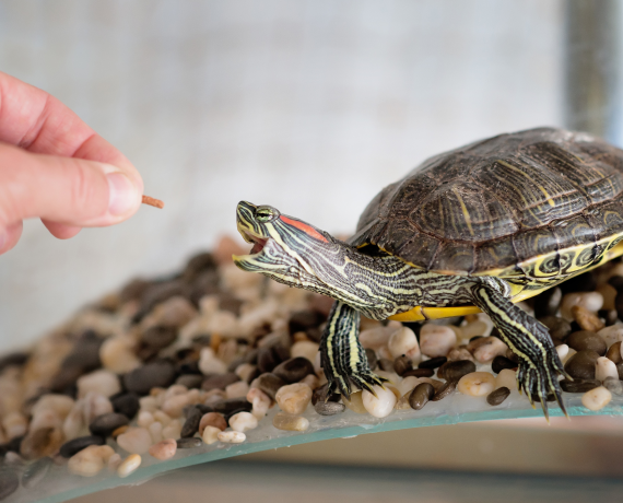 Turtles & Tortoises