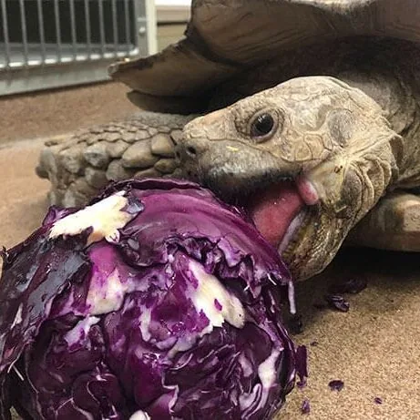 Tortoise Eating Lettuce