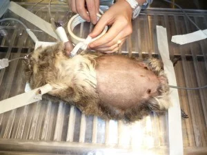 guinea pig surgery