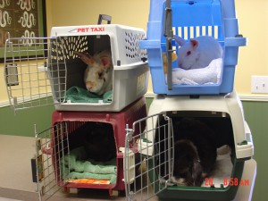 rabbit veterinary transport