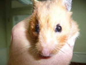 Hamster life expectancy with tumor? : r/hamstercare