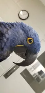 Healthy macaw beak