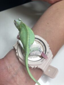 Chameleon with tape splint on leg