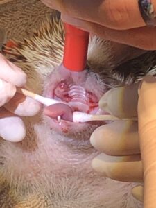 Hedgehog with severe dental disease